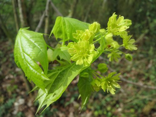 Acer Platanoids, Norvegijos Klevas, Medis, Žiedas, Makro, Flora, Augalas, Botanika, Rūšis