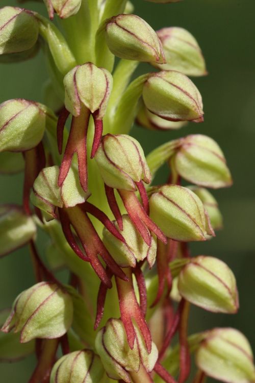 Aceras Antropophorum, Gėlės, Skrublendas