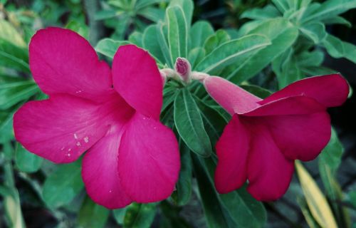 Adenium, Raudona Gėlė, Sodas, Augalai, Gėlių