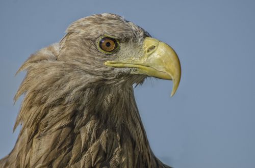 Adler, Laukinė Gamta, Paukštis, Gyvūnas, Gyvūnų Portretas