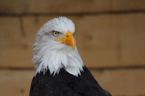 Adler, Paukštis, Plėšrusis Paukštis, Raptoras