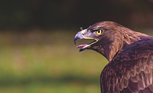 Adler,  Raptor,  Plėšrusis Paukštis,  Gyvūnas,  Bill,  Tierpark Hellabrunn