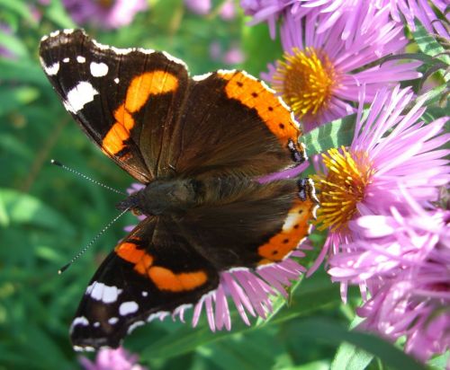 Admirolas, Drugelis, Ant Gėlių, Herbstasternas, Gėlės, Aster, Gamta, Augalas