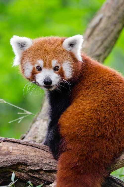 Žavinga, Gyvūnas, Gyvūnų Fotografija, Mielas, Pūkuotas, Lauke, Raudonoji Panda, Laukinė Gamta