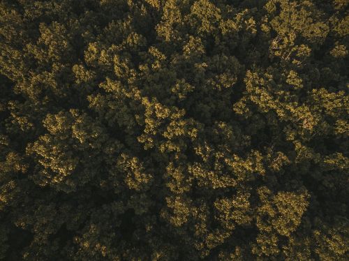 Oro Vaizdas, Miškas, Žalias, Didelis Kampas, Medžiai