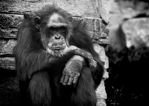 Beždžionė,  Šimpanzė,  Liūdnas,  Nelaisvė,  Zoologijos Sodas,  Gyvūnas,  Afrika,  Gyvenimo & Nbsp,  Būtybės,  Primatai,  Žmonės,  Kankinimas,  Beždžionė,  Liūdnas