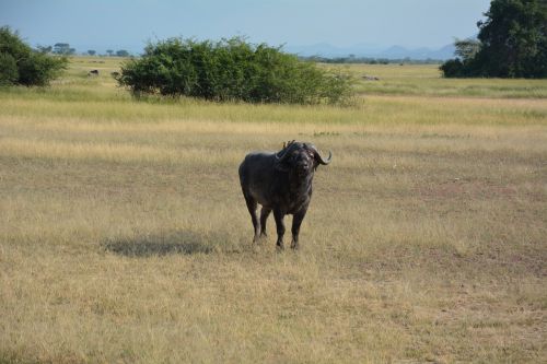 Azijinis Buivolas, Afrika, Serengeti, Nacionalinis Parkas, Serengeti Parkas, Tanzanija, Laukinių Gyvūnų Rezervas, Gyvūnas