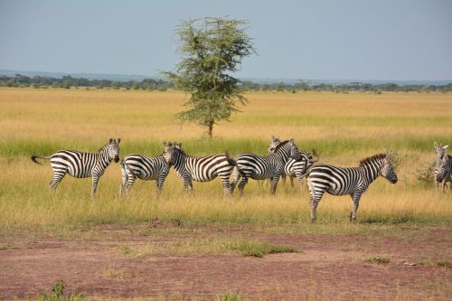 Zebras, Flock, Dykuma, Serengeti, Afrika, Nacionalinis Parkas, Serengeti Parkas, Tanzanija, Laukinių Gyvūnų Rezervas, Gyvūnas