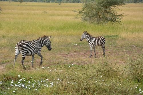 Zebra, Afrika, Serengeti, Nacionalinis Parkas, Serengeti Parkas, Tanzanija, Laukinių Gyvūnų Rezervas, Gyvūnas