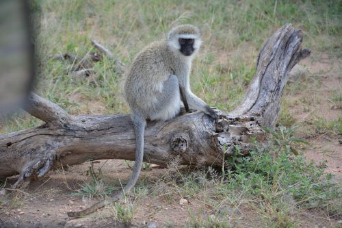 Beždžionė, Afrika, Serengeti, Nacionalinis Parkas, Serengeti Parkas, Tanzanija, Laukinių Gyvūnų Rezervas, Gyvūnas