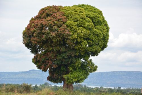 Afrika, Gamta, Kelionė, Tanzanija, Medis