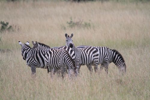 Afrika, Kenya, Zebra, Safari