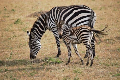 Afrika, Kenya, Zebra, Laukinė Gamta, Safari, Gyvūnas, Gamta, Rezervas