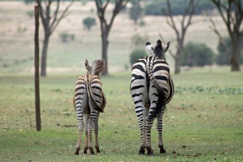Afrika, Laukinė Gamta, Zebra