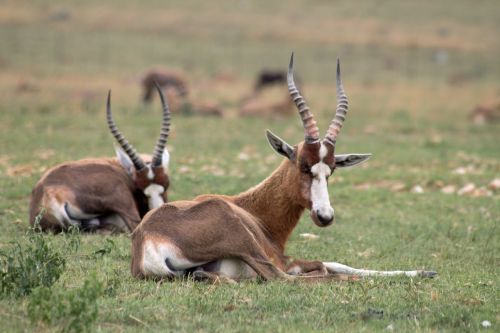 Antilopė, Afrika, Laukinė Gamta