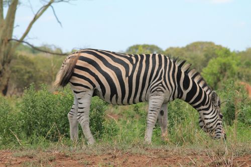 Zebra, Afrika, Laukinė Gamta