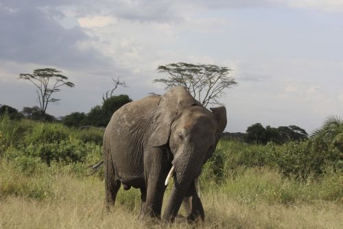 Dramblys, Afrika, Tanzanija, Kilimandžaras, Kelionė, Laukinė Gamta, Safari, Serengeti, Kenya