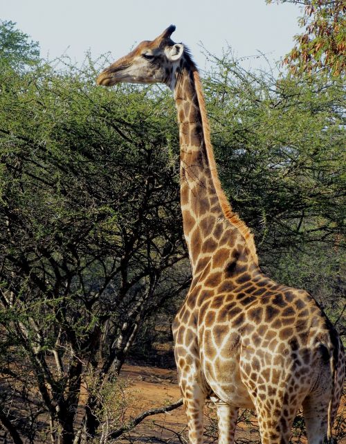 Afrika, Laukiniai, Gamta, Safari, Laukinė Gamta, Gyvūnas, Žinduolis, Rezervas, Dykuma, Žaidimas, Natūralus, Lauke, Nuotykis, Žirafa
