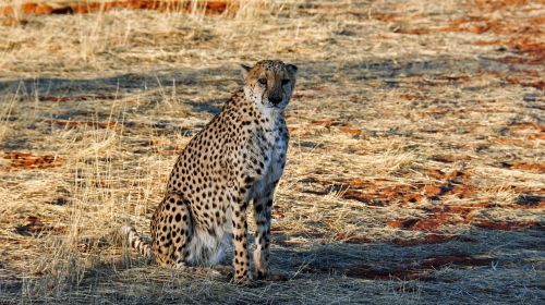 Gepardas, Afrika, Namibija, Gamta, Sausas, Nacionalinis Parkas, Gyvūnas, Katė, Didelė Katė