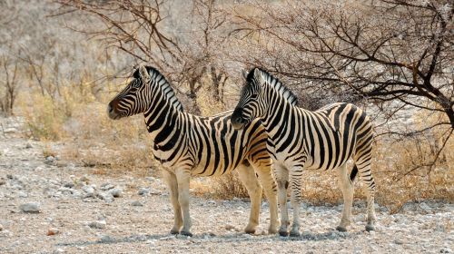 Zebra, Afrika, Namibija, Gamta, Sausas, Nacionalinis Parkas, Gyvūnas, Dryžuotas, Laukinis Gyvūnas