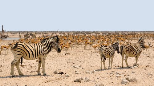 Zebra, Afrika, Spyruoklė, Namibija, Gamta, Sausas, Nacionalinis Parkas, Vandens Skylė, Gyvūnai