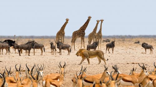 Afrika, Namibija, Gamta, Sausas, Nacionalinis Parkas, Vandens Skylė, Gyvūnai, Spyruoklė, Gnu, Žirafos, Liūtas