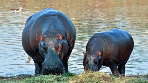 Pelėnas, Afrika, Namibija, Gamta, Sausas, Nacionalinis Parkas, Gyvūnai, Valgyti