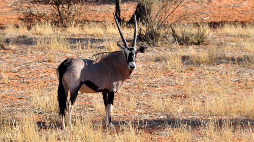 Oryx, Afrika, Namibija, Gamta, Sausas, Nacionalinis Parkas, Gyvūnas, Laukinis Gyvūnas