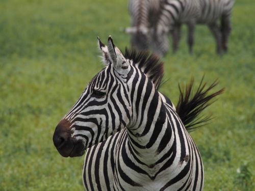 Afrika, Zebra, Juoda Ir Balta, Safari, Juodos Ir Baltos Juostelės, Galva, Pėsčiųjų Perėja, Zebra Juostelės, Dryžuotas, Juostelės, Gyvūnai, Laukinis Gyvūnas, Gamta, Kenya