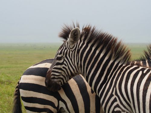 Afrika, Zebra, Juoda Ir Balta, Safari, Juodos Ir Baltos Juostelės, Galva, Pėsčiųjų Perėja, Zebra Juostelės, Dryžuotas, Juostelės, Gyvūnai, Laukinis Gyvūnas, Gamta, Kenya