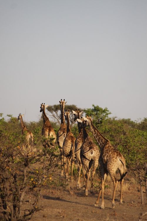 Afrika, Žirafos, Safari, Nacionalinis Parkas, Gyvūnas, Dykuma, Zoologijos Sodas, Kenya, Laukinis Gyvūnas, Kaklas, Grupė, Vaziuojantys Žirafai, Dideli Gyvūnai, Limpopo, Žolėdžius, Pietų Afrika