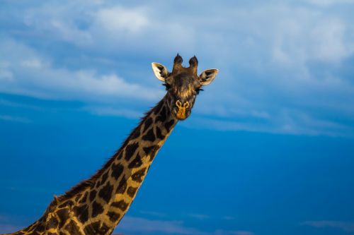 Afrika, Safari, Dykuma, Laukinė Gamta, Žirafa, Gyvūnai