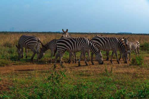 Afrika, Zebra, Safari, Laukinė Gamta, Gyvūnas