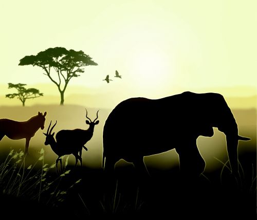 Afrika, Dramblys, Aušra, Savanna, Gyvūnai, Saulėlydis, Laukiniai, Safari, Laukinė Gamta, Kenya, Džiunglės, Pavojingas, Kelionė, Gamta