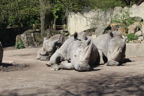 Afrika, Rhino, Gyvūnai