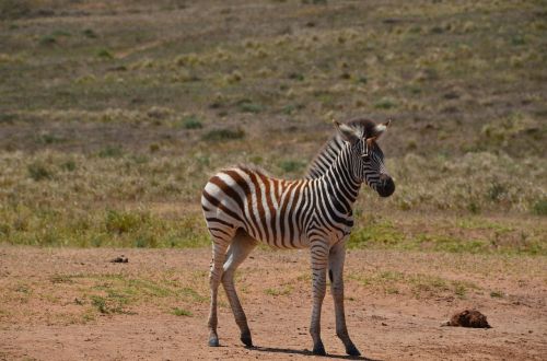 Afrika, Safari, Laukinis Gyvūnas, Zebra, Zebra Baby, Žinduolis, Kumeliukas