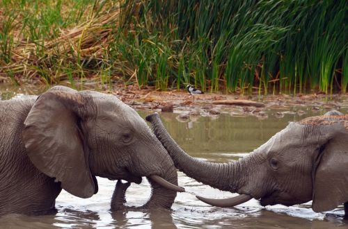 Afrika, Dramblys, African Bush Dramblys, Vanduo, Pachyderm, Laukinės Gamtos Fotografija, Safari, Dideli Penki, Vandens Skylė