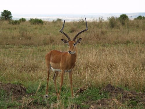 Afrika, Laukiniai, Gamta