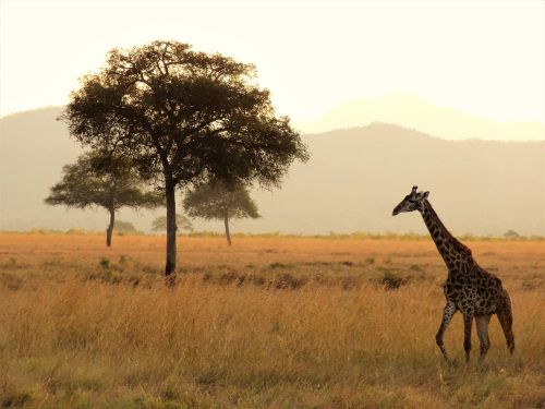 Afrika, Žirafa, Safari, Nacionalinis Parkas, Dykuma, Laukinis Gyvūnas