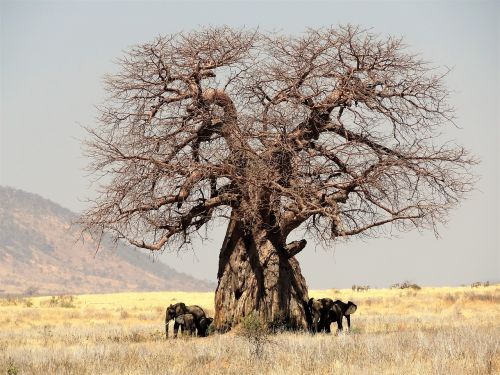 Afrika, Medis, Baobabas, Tanzanija, Gamta, Safari