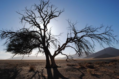 Afrika, Namibija, Sossusvlei, Dykuma, Namib, Smėlio Kopa, Medis, Sausas, Nacionalinis Parkas, Namib Dykuma, Kraštovaizdis