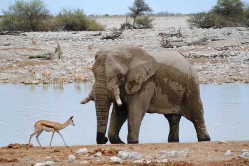 Afrika, Namibija, Etosha, Nacionalinis Parkas, Safari, Dramblys, Antilopė, Vandens Skylė