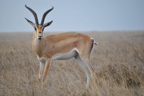 Afrika, Tanzanija, Nacionalinis Parkas, Safari, Serengeti, Antilopė