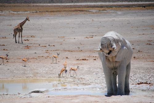Afrika, Namibija, Nacionalinis Parkas, Safari, Etosha, Dramblys, Vandens Skylė