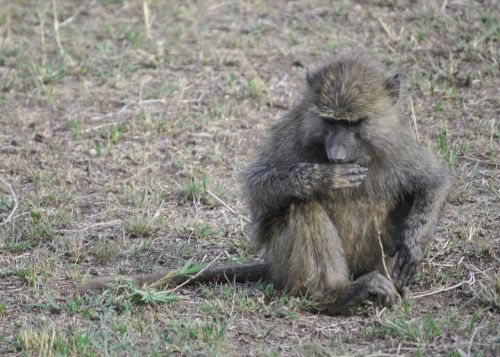 Afrika, Tanzanija, Nacionalinis Parkas, Safari, Serengeti, Beždžionė