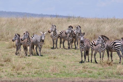 Afrika, Tanzanija, Nacionalinis Parkas, Safari, Serengeti, Zebra, Flock