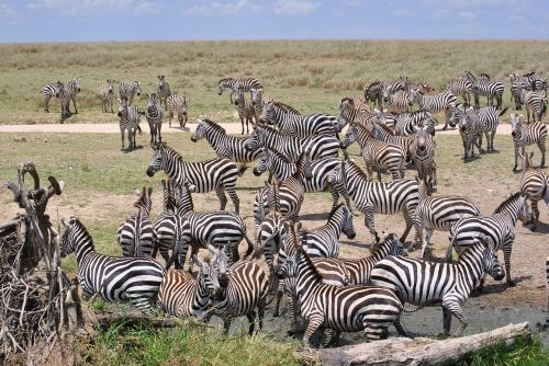 Afrika, Tanzanija, Nacionalinis Parkas, Safari, Serengeti, Zebra, Flock