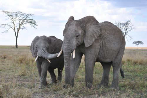 Afrika, Tanzanija, Nacionalinis Parkas, Safari, Serengeti, Dramblys, Proboscis, Vaikas, Jaunas, Jaunas Gyvūnas