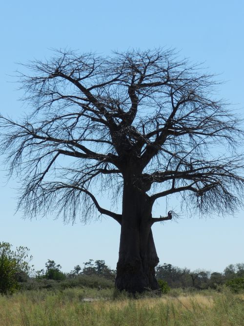 Afrika, Baobabas, Savana, Safari, Medis, Nacionalinis Parkas, Gamta