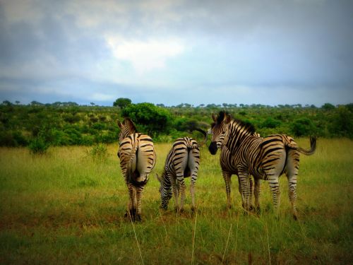 Afrika, Pietų Afrika, Zebras, Laukiniai, Laukinė Gamta, Gyvūnas, Gamta, Ganomi Zebrai, Savanna